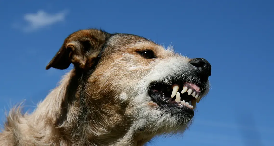 Animal latindo em área aberta